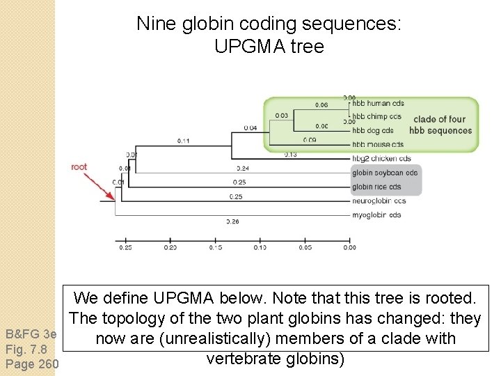 Nine globin coding sequences: UPGMA tree B&FG 3 e Fig. 7. 8 Page 260