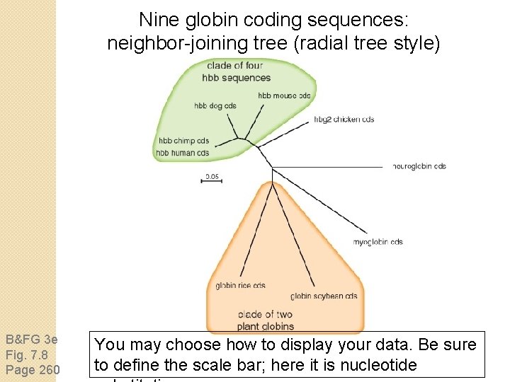 Nine globin coding sequences: neighbor-joining tree (radial tree style) B&FG 3 e Fig. 7.