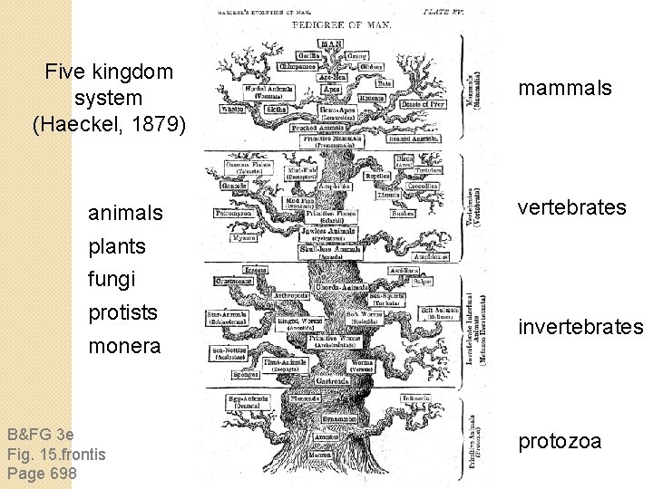 Five kingdom system (Haeckel, 1879) animals mammals vertebrates plants fungi protists monera B&FG 3