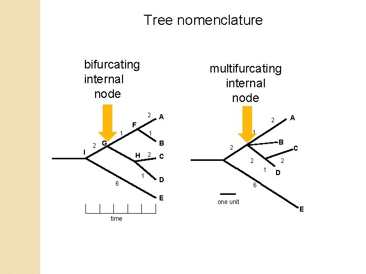 Tree nomenclature bifurcating internal node multifurcating internal node 2 A 1 I 1 1