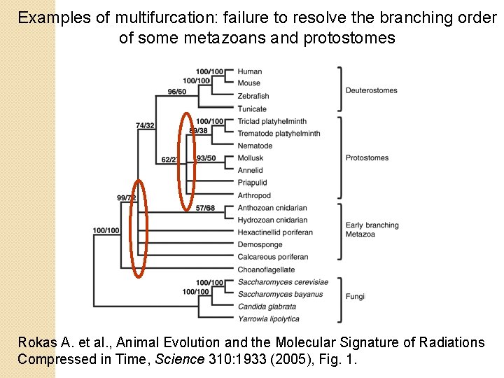 Examples of multifurcation: failure to resolve the branching order of some metazoans and protostomes