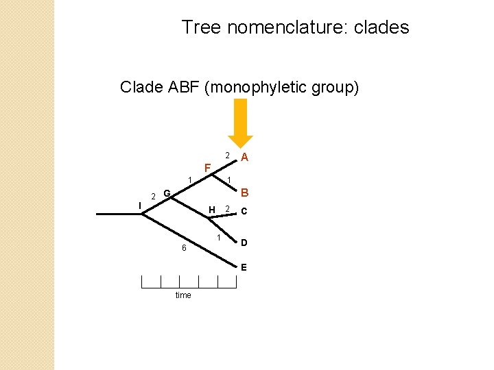 Tree nomenclature: clades Clade ABF (monophyletic group) 2 F 1 I A 1 B