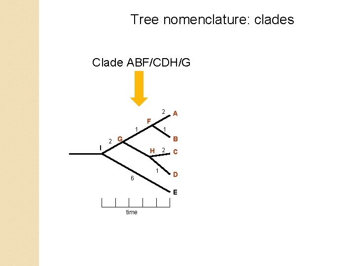 Tree nomenclature: clades Clade ABF/CDH/G 2 A F 1 I 1 2 G B