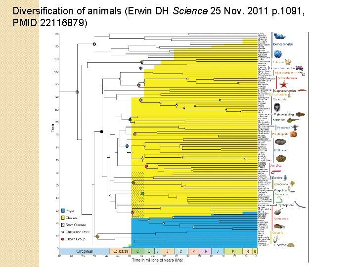 Diversification of animals (Erwin DH Science 25 Nov. 2011 p. 1091, PMID 22116879) 