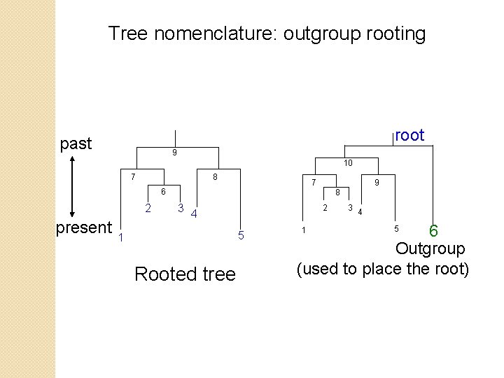 Tree nomenclature: outgroup rooting root past 9 10 7 8 7 6 2 present