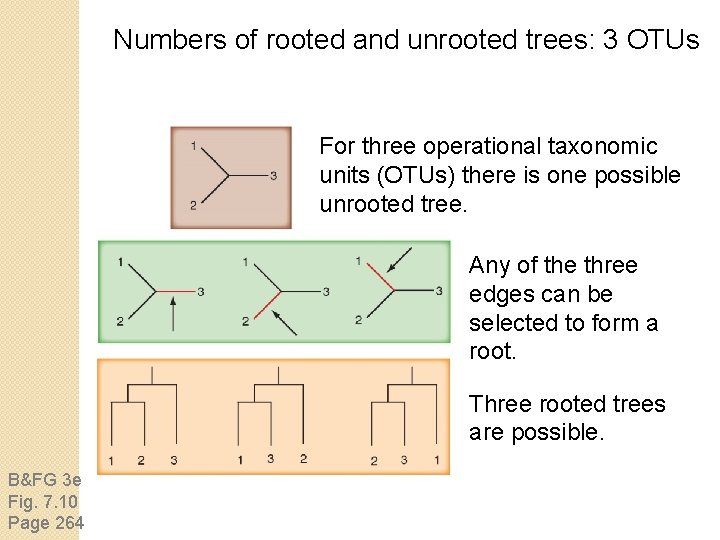 Numbers of rooted and unrooted trees: 3 OTUs For three operational taxonomic units (OTUs)