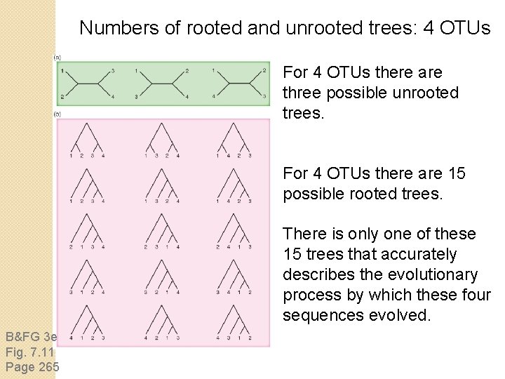 Numbers of rooted and unrooted trees: 4 OTUs For 4 OTUs there are three