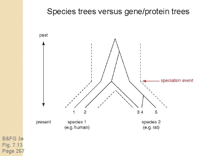 Species trees versus gene/protein trees B&FG 3 e Fig. 7. 13 Page 267 