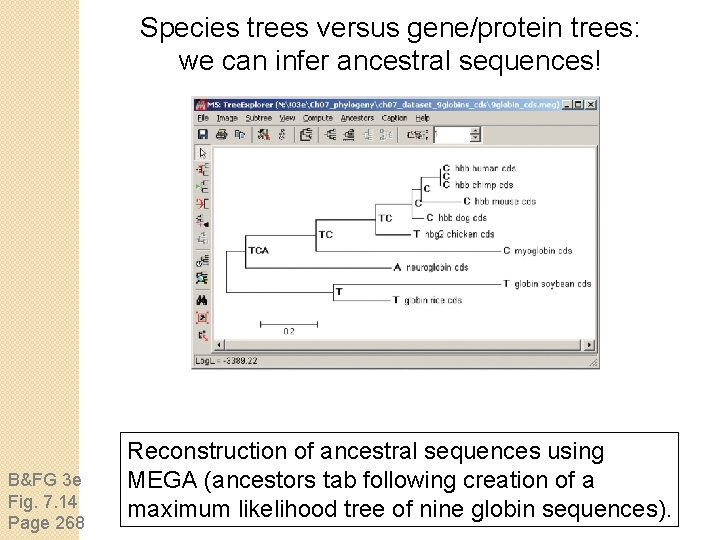 Species trees versus gene/protein trees: we can infer ancestral sequences! B&FG 3 e Fig.