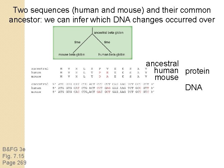 Two sequences (human and mouse) and their common ancestor: we can infer which DNA