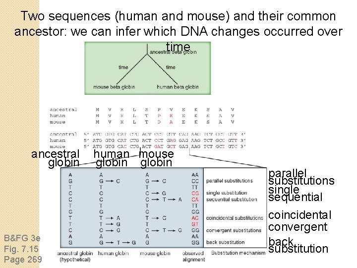 Two sequences (human and mouse) and their common ancestor: we can infer which DNA