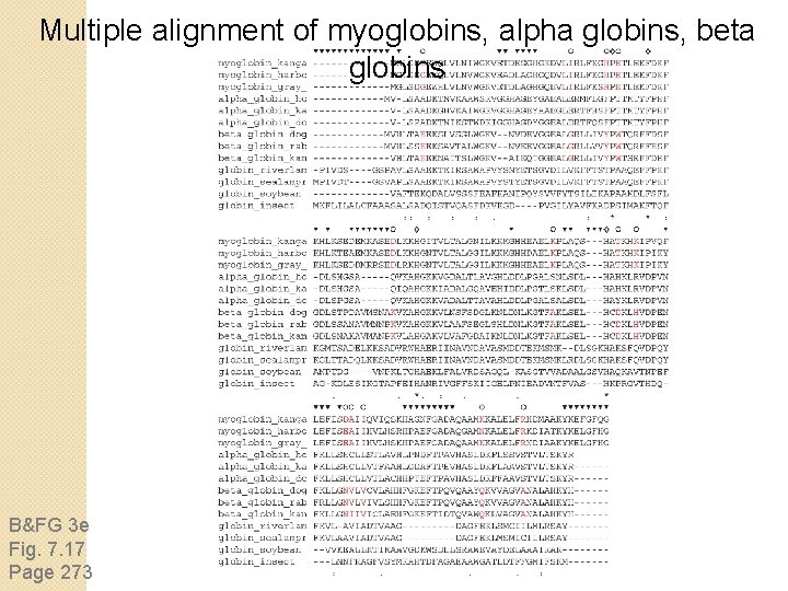 Multiple alignment of myoglobins, alpha globins, beta globins B&FG 3 e Fig. 7. 17