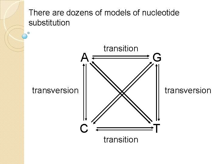 There are dozens of models of nucleotide substitution A transition G transversion C transition