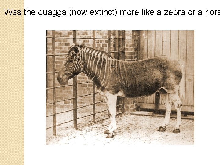 Was the quagga (now extinct) more like a zebra or a hors 