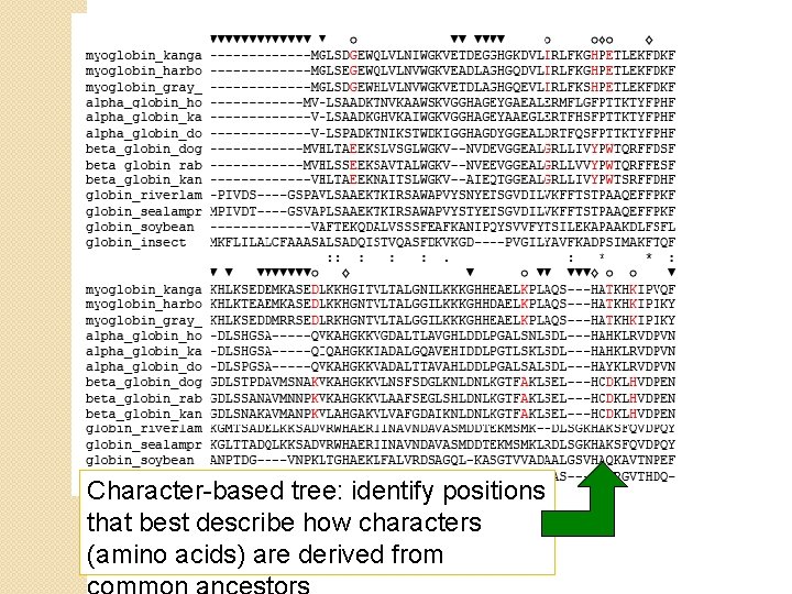 Character-based tree: identify positions that best describe how characters (amino acids) are derived from