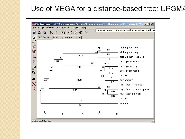 Use of MEGA for a distance-based tree: UPGMA 