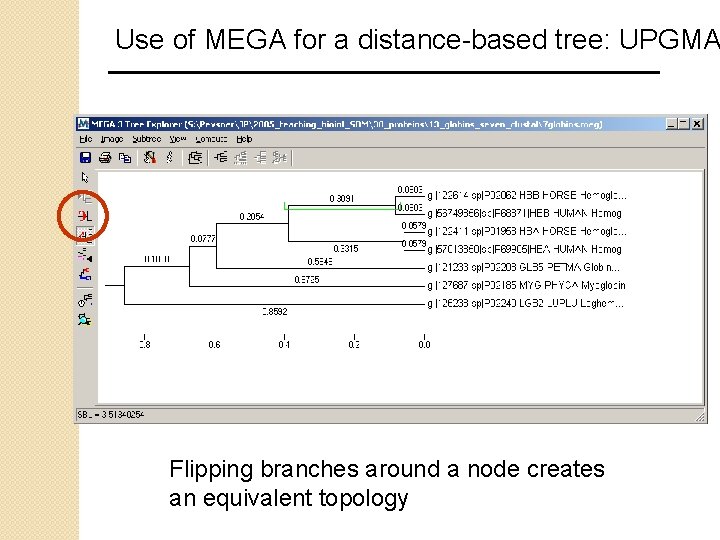 Use of MEGA for a distance-based tree: UPGMA Flipping branches around a node creates