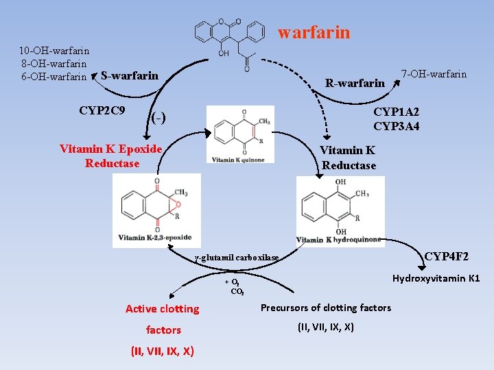 warfarin 10 -OH-warfarin 8 -OH-warfarin 6 -OH-warfarin S-warfarin CYP 2 C 9 R-warfarin CYP