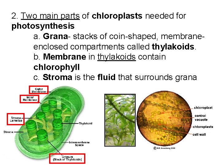 2. Two main parts of chloroplasts needed for photosynthesis a. Grana- stacks of coin-shaped,