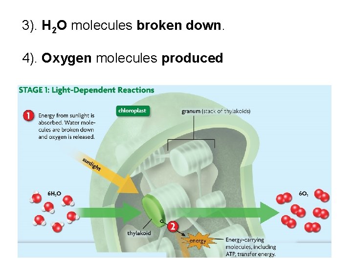  3). H 2 O molecules broken down. 4). Oxygen molecules produced 