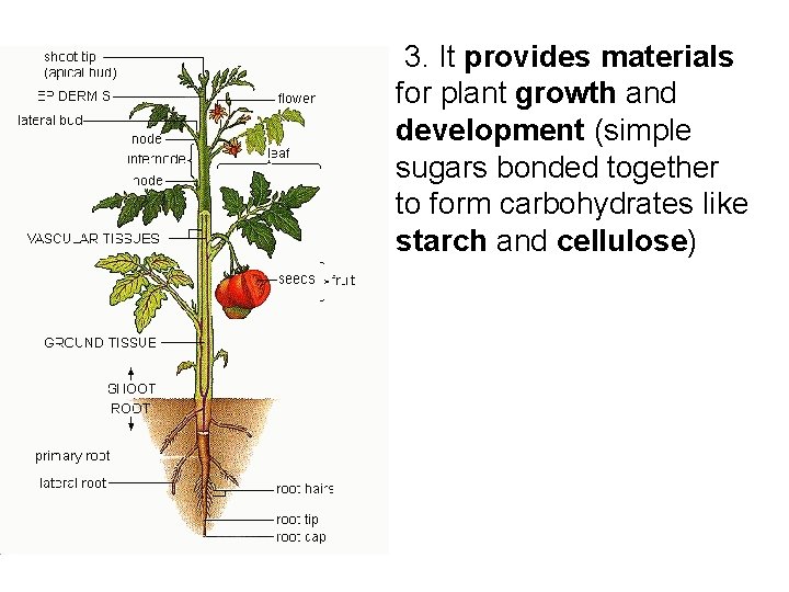  3. It provides materials for plant growth and development (simple sugars bonded together