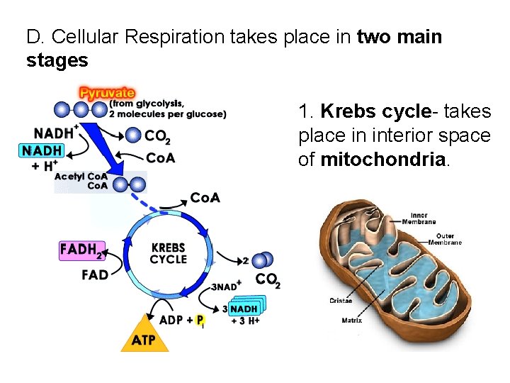 D. Cellular Respiration takes place in two main stages 1. Krebs cycle- takes place