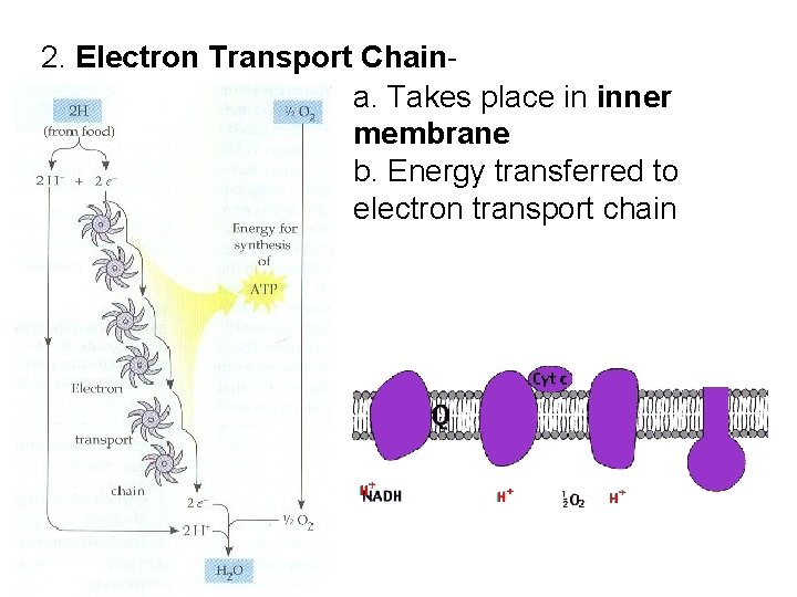 2. Electron Transport Chain a. Takes place in inner membrane b. Energy transferred to