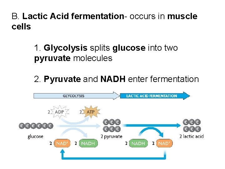 B. Lactic Acid fermentation- occurs in muscle cells 1. Glycolysis splits glucose into two