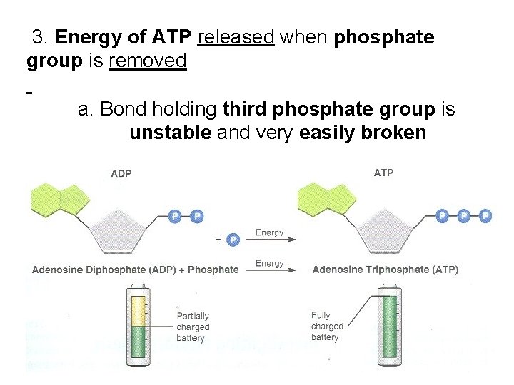  3. Energy of ATP released when phosphate group is removed a. Bond holding