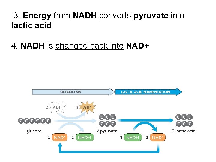  3. Energy from NADH converts pyruvate into lactic acid 4. NADH is changed