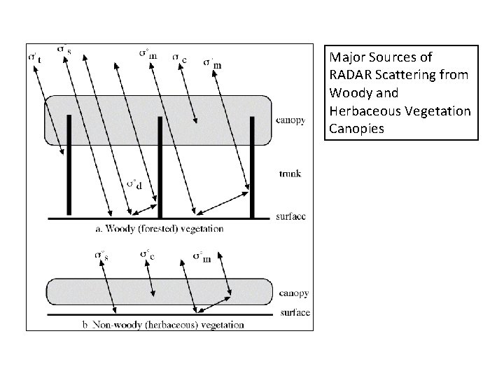Major Sources of RADAR Scattering from Woody and Herbaceous Vegetation Canopies 