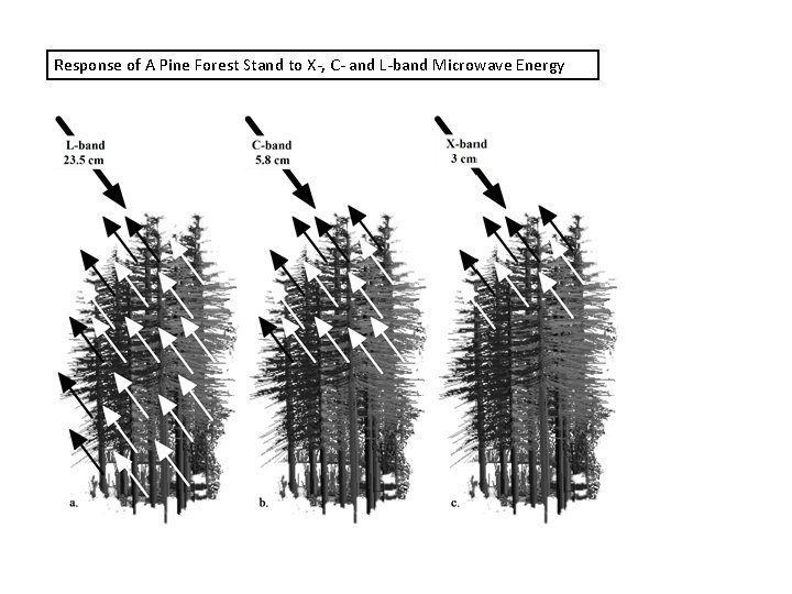Response of A Pine Forest Stand to X-, C- and L-band Microwave Energy 