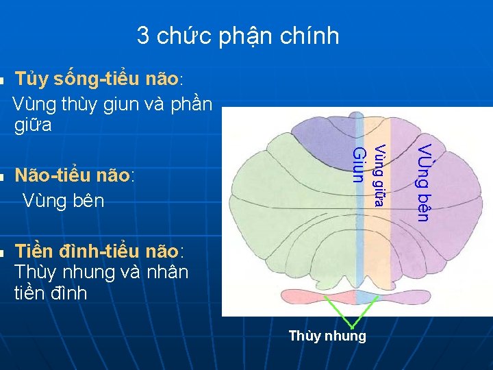 n Tiền đình-tiểu não: Thùy nhung và nhân tiền đình Thùy nhung VÙng bên