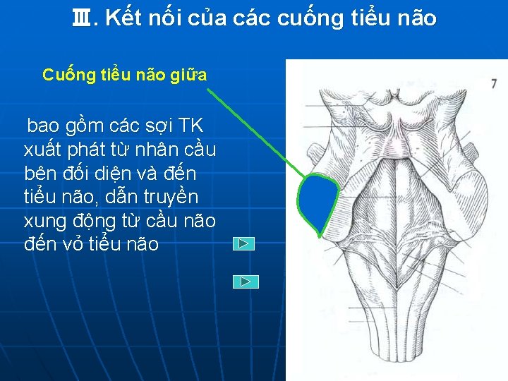 Ⅲ. Kết nối của các cuống tiểu não Cuống tiểu não giữa bao gồm