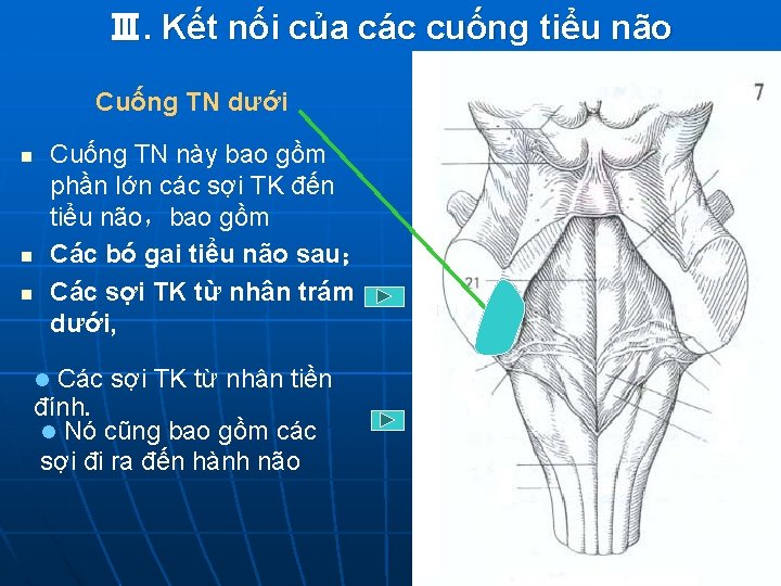 Ⅲ. Kết nối của các cuống tiểu não Cuống TN dưới Cuống TN này