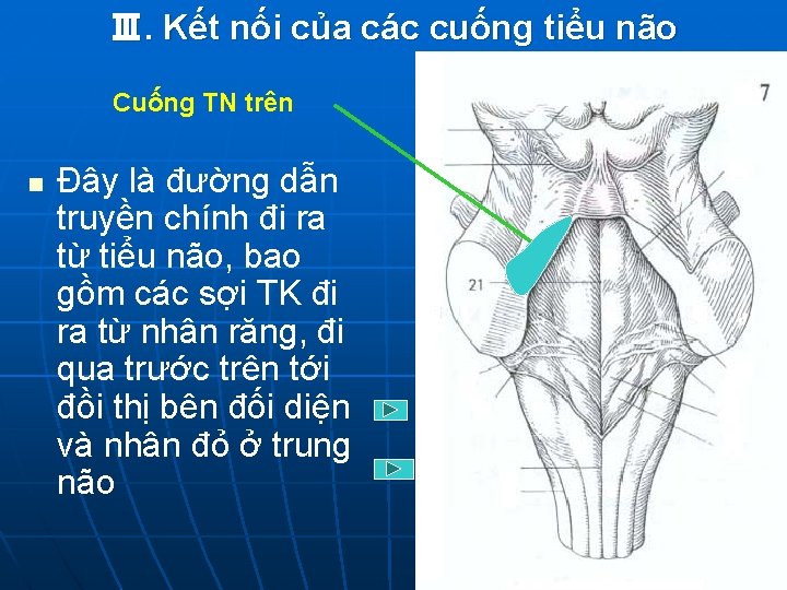 Ⅲ. Kết nối của các cuống tiểu não Cuống TN trên n Đây là
