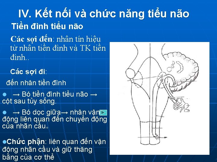IV. Kết nối và chức năng tiểu não Tiền đình tiểu não Các sợi