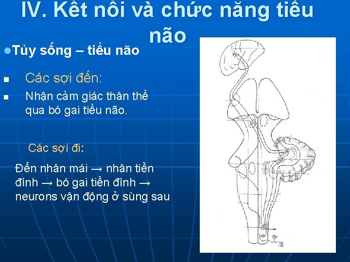 IV. Kết nối và chức năng tiểu não l. Tủy n n sống –