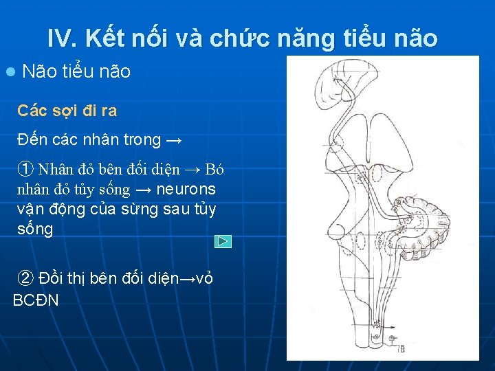 IV. Kết nối và chức năng tiểu não l Não tiểu não Các sợi
