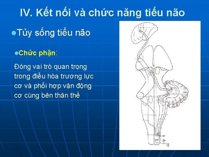 IV. Kết nối và chức năng tiểu não l. Tủy sống tiểu não l.