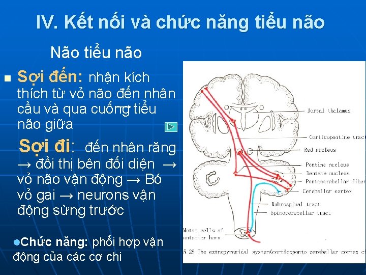 IV. Kết nối và chức năng tiểu não n Não tiểu não Sợi đến: