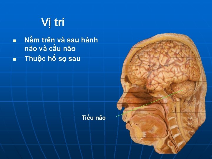 Vị trí n n Nằm trên và sau hành não và cầu não Thuộc