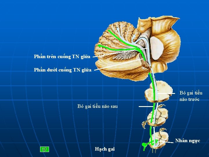 Phần trên cuống TN giữa Phần dưới cuống TN giữa Bó gai tiểu não