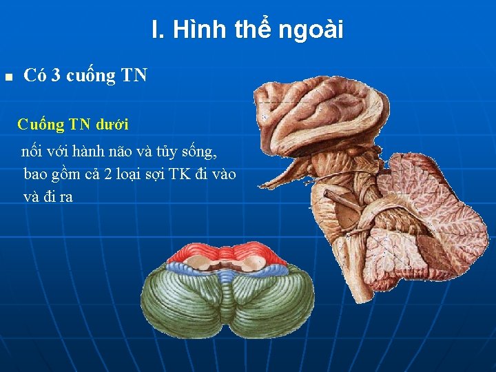I. Hình thể ngoài n Có 3 cuống TN Cuống TN dưới nối với