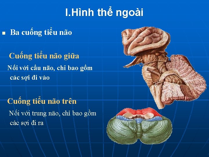 I. Hình thể ngoài n Ba cuống tiểu não Cuống tiểu não giữa Nối