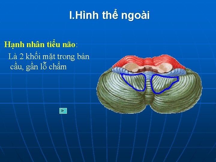 I. Hình thể ngoài Hạnh nhân tiểu não: Là 2 khối mặt trong bán