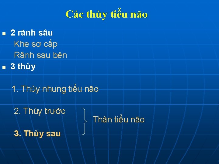 Các thùy tiểu não n n 2 rãnh sâu Khe sơ cấp Rãnh sau