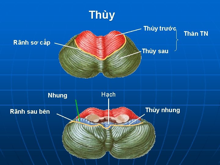 Thùy trước Rãnh sơ cấp Thùy sau Nhung Rãnh sau bên Hạch Thùy nhung