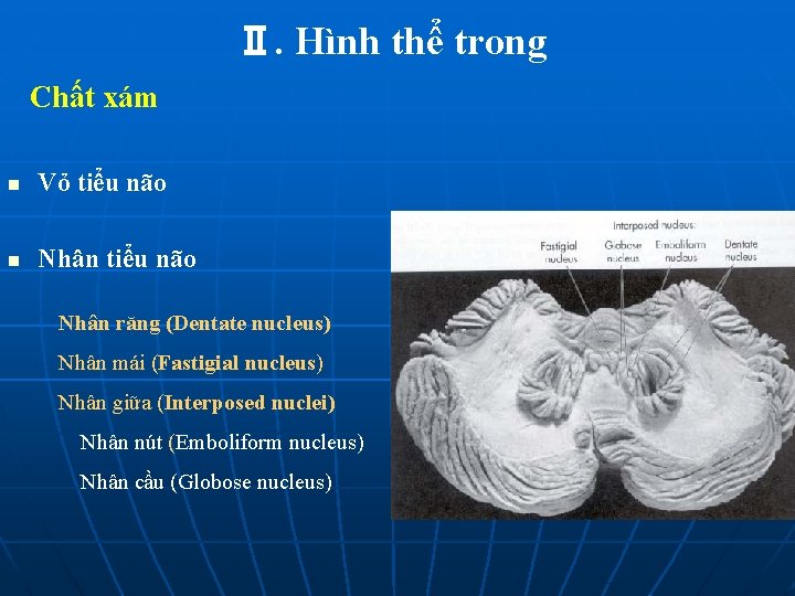 Ⅱ. Hình thể trong Chất xám n Vỏ tiểu não n Nhân tiểu não