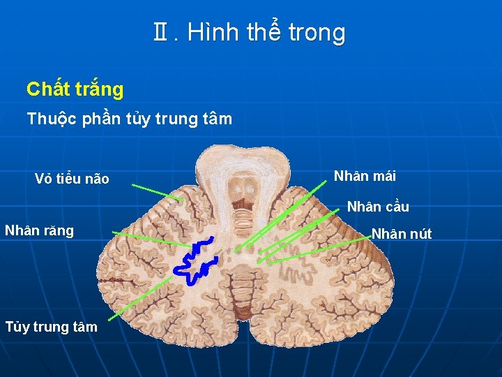 Ⅱ. Hình thể trong Chất trắng Thuộc phần tủy trung tâm Vỏ tiểu não